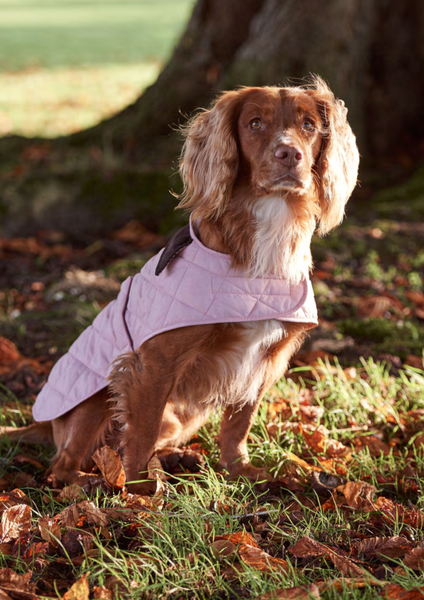 barbour pink dog coat