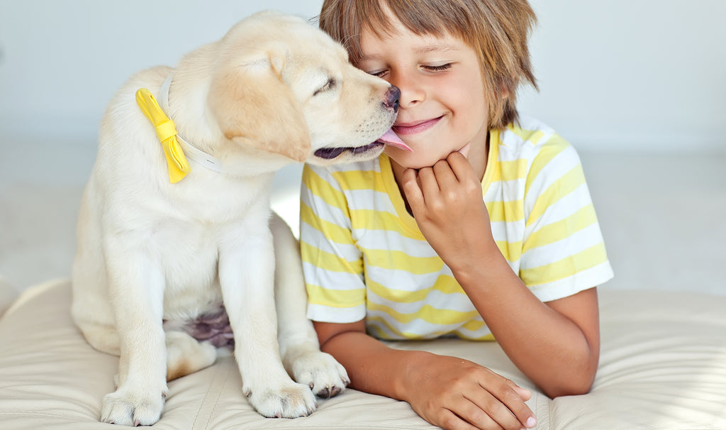 Positive reinforcement is the best way to train your dog