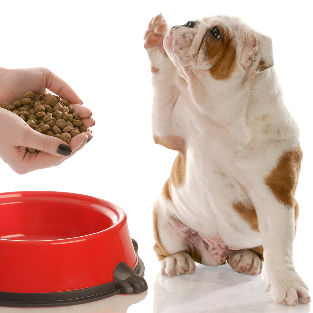 Are you feeding your dog kibble? Blog - dog halting a bowl of kibble