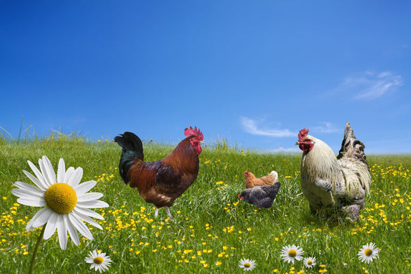 organic pastured raised chickens