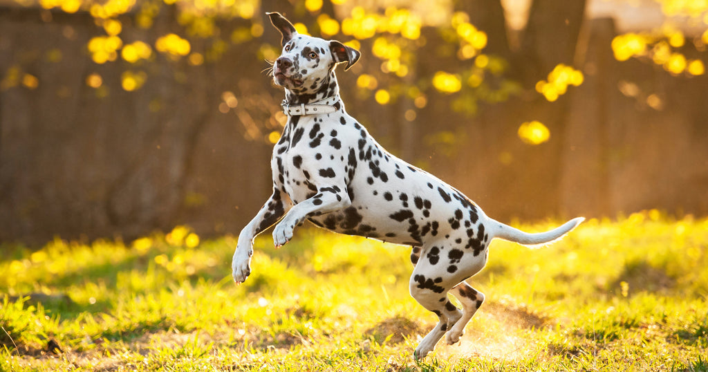 Dalmatian jumping energetically in a garden - because he eats Dogs For The Earth Organic Dehydrated Dog Food