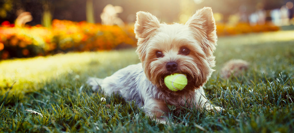 Use only organic and earth friendly pesticides and fertilizers - blog Dogs For The Earth - yorkie playing with ball in garden