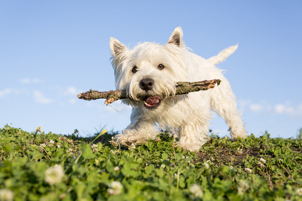If it's not Earth Friendly, don't play with it! - Small white dog playing with stick - Dogs For The Earth