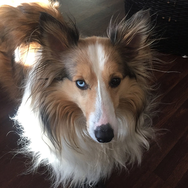 sheltie - baby - faithful companion - blue eyed sheltie - review dogs for the earth - organic dog food review - 