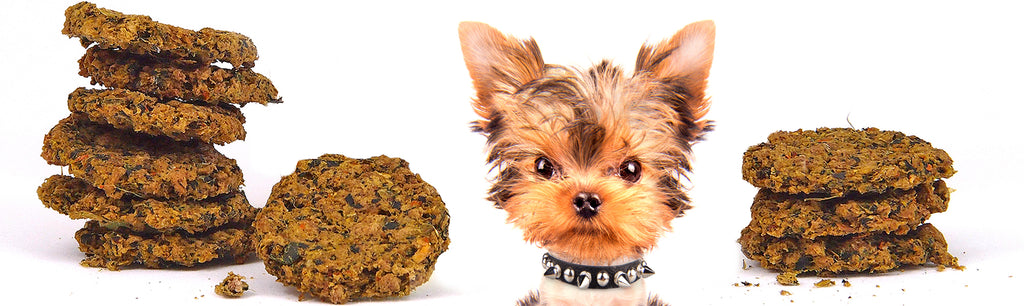 Dogs For The Earth Organic Dehydrated Biscuits with Yorkie (Tiffy) invading the picture