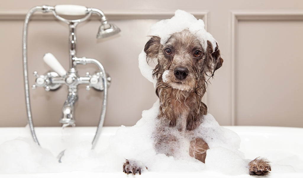 Dog taking a bath full of Dogs For The Earth Organic Grooming Products