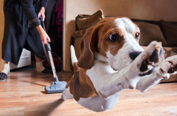 Natural Flea Control for Flea Problems in your home starts with vacuum - beagle jumping away from a vacuum