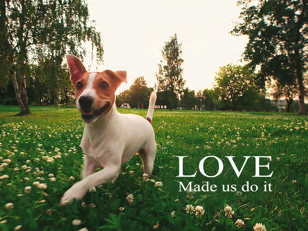 happy healthy dog running in field