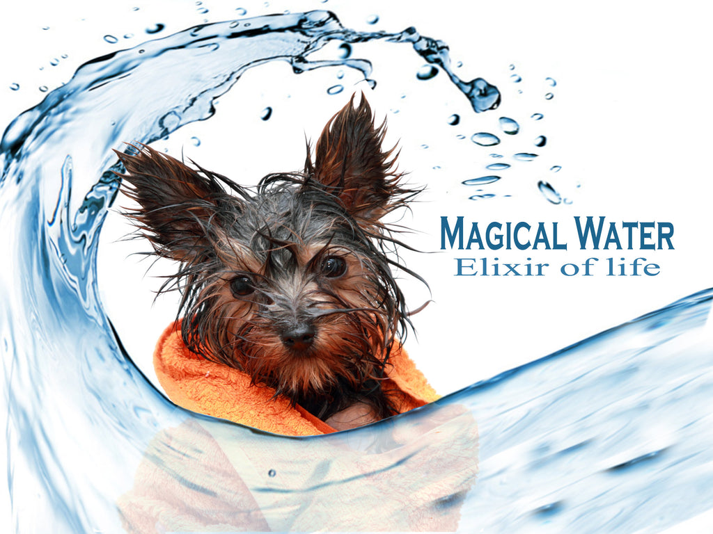 magical water - water requirements for dogs - my dog wont drink - tips to help dogs drink - why dogs need water - 