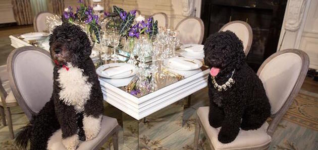 Michelle Obama Dogs sit at the dinner table for a gourmet meal - blog Food for Picky Eaters by Dogs For The Earth
