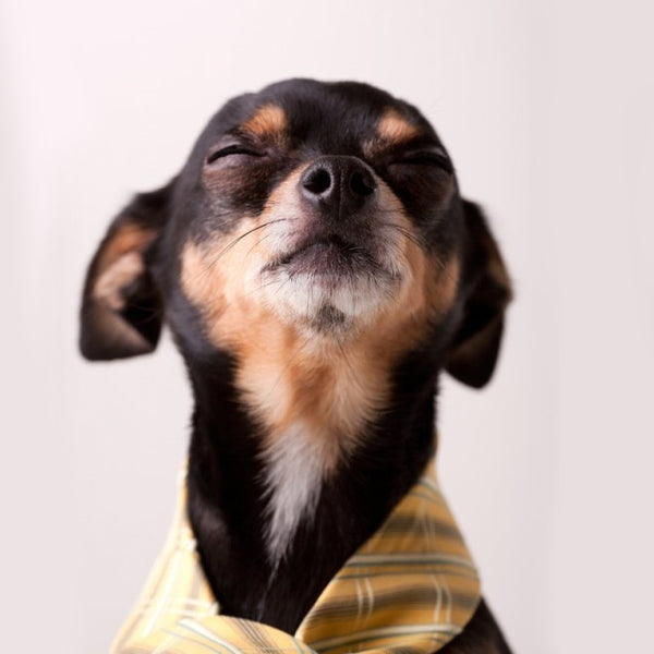 My Dog is a Picky Eater - image of Chihuahua smelling with eyes closed - Dogs For The Earth