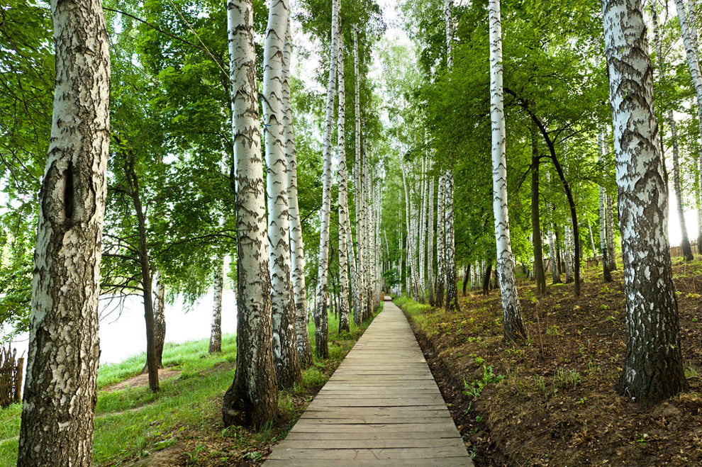 Walking among trees