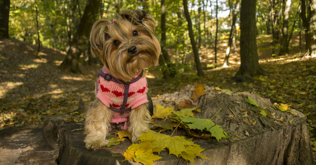 Yorkie on walk