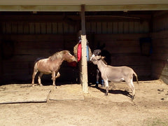 Jeanette's Donkeys eating at Trailer Saver-older style