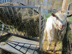 Jeannette's goats