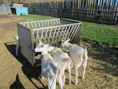 Judy's goats
