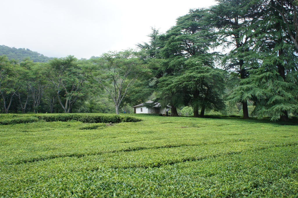 Towa Tea estate