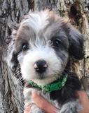 Aussiedoodle Merle Puppy | Idaho