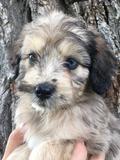 Aussiedoodle Merle Puppy | Idaho