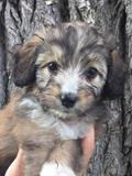 Aussiedoodle Merle Puppy | Idaho