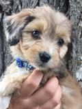 Aussiedoole Merle Puppy | Idaho