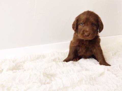 Chocolate Labradoodle Puppy | Idaho, Utah, Washington, Oregon, California