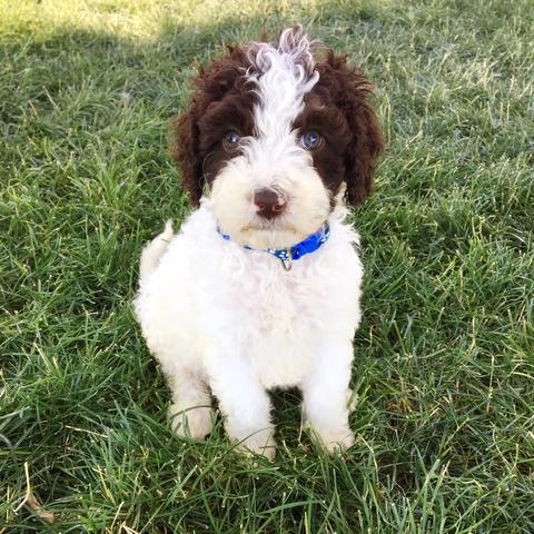 Spanish Water Doodle Puppy | Idaho, Utah, Washington, Oregon, California