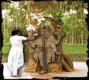 Peepal tree in hinduism