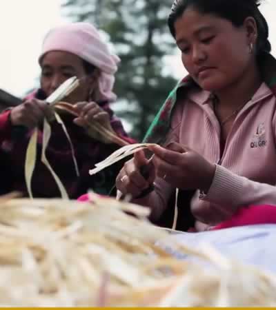 Scraping the Lokta bark