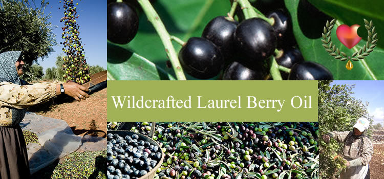 Learn about Laurel Berry Oil