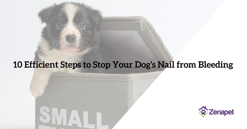 Top 10 Efficient Steps to Stop Your Dog's Nail from Bleeding – Zenapet