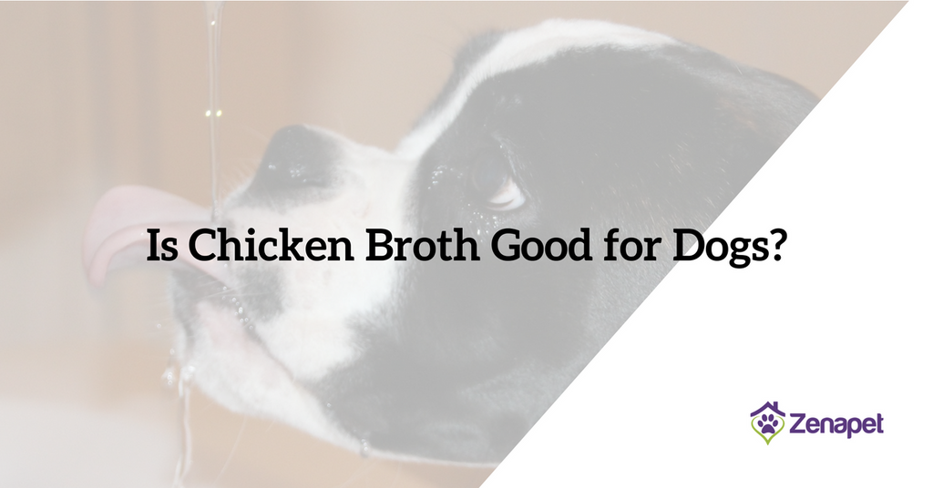 what kind of chicken broth is good for dogs