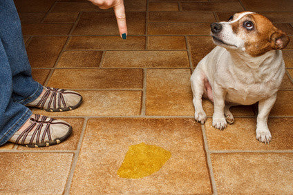 what causes male dog incontinence