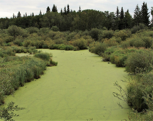 Spirulina in lake photo