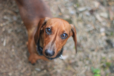 Dachshund –Standard or Miniature image