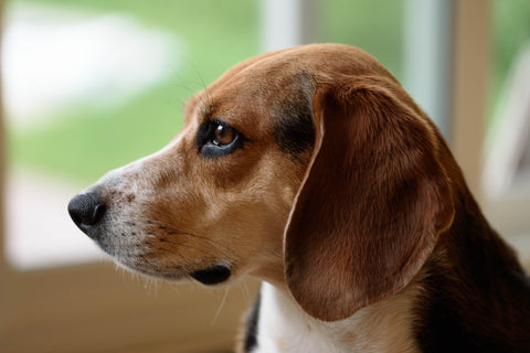Beagle, from Hunting Dog to Protector image