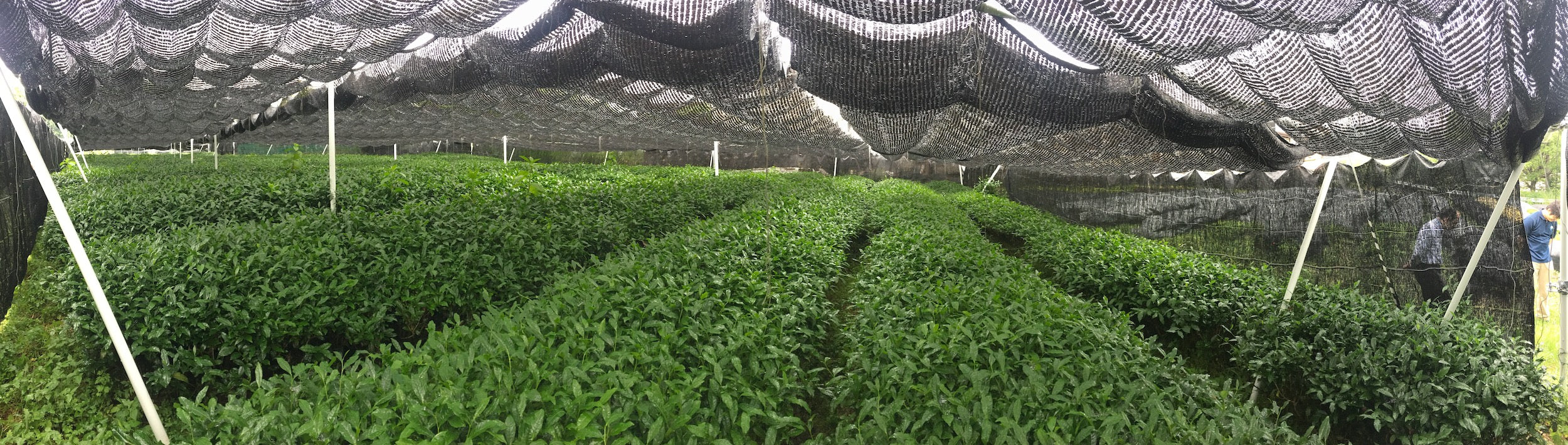 jardin de thé ombragé avec pilones