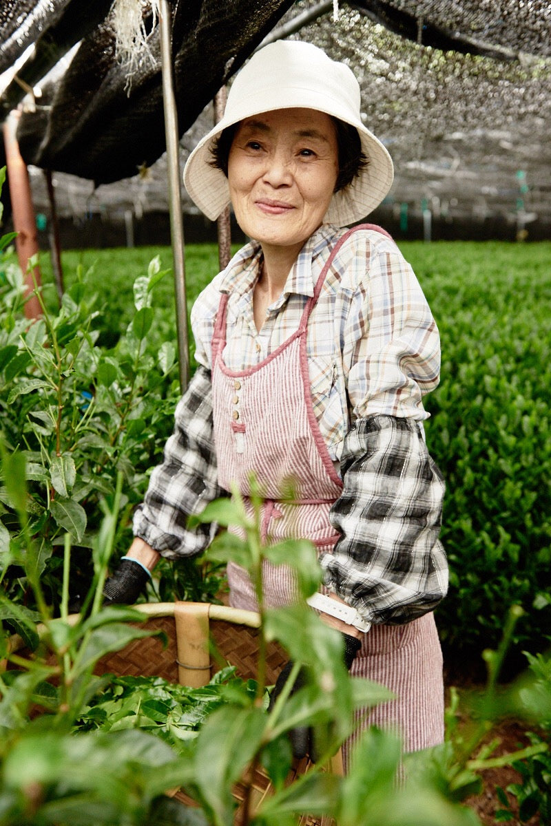 Femme cueillant du thé dans un champ