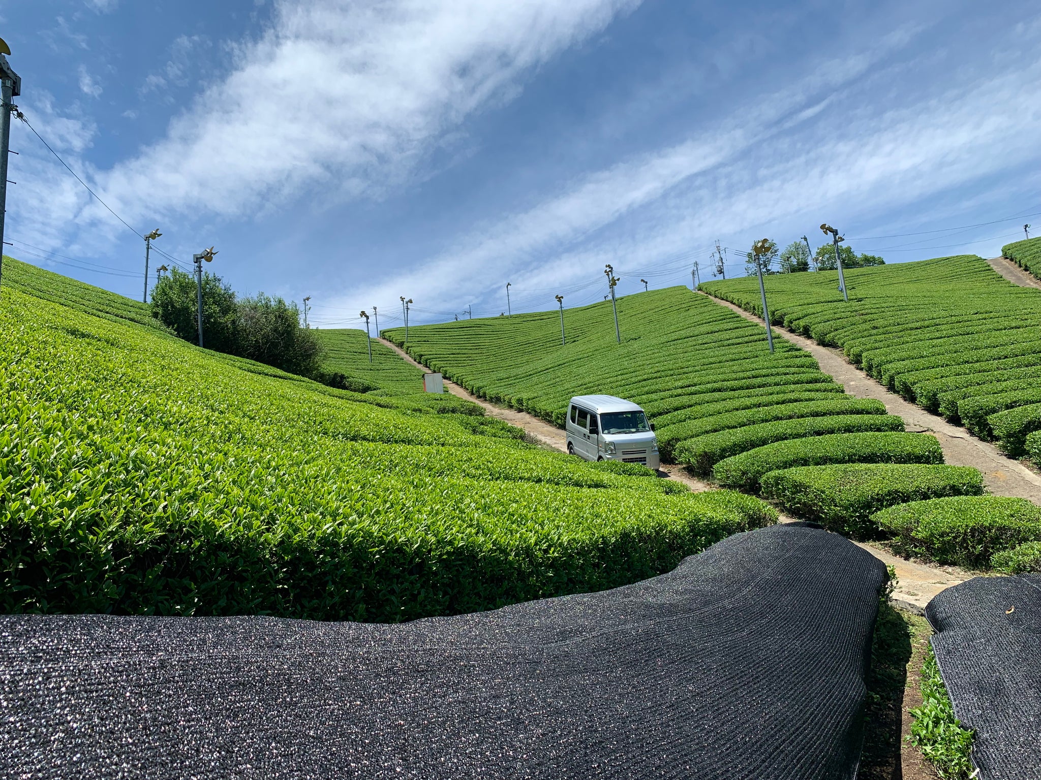 champs de thé à Shiga