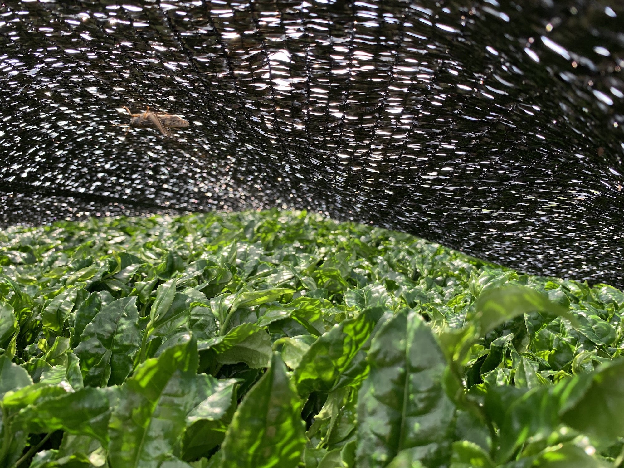 vue sous une couverture du champs de thé bio