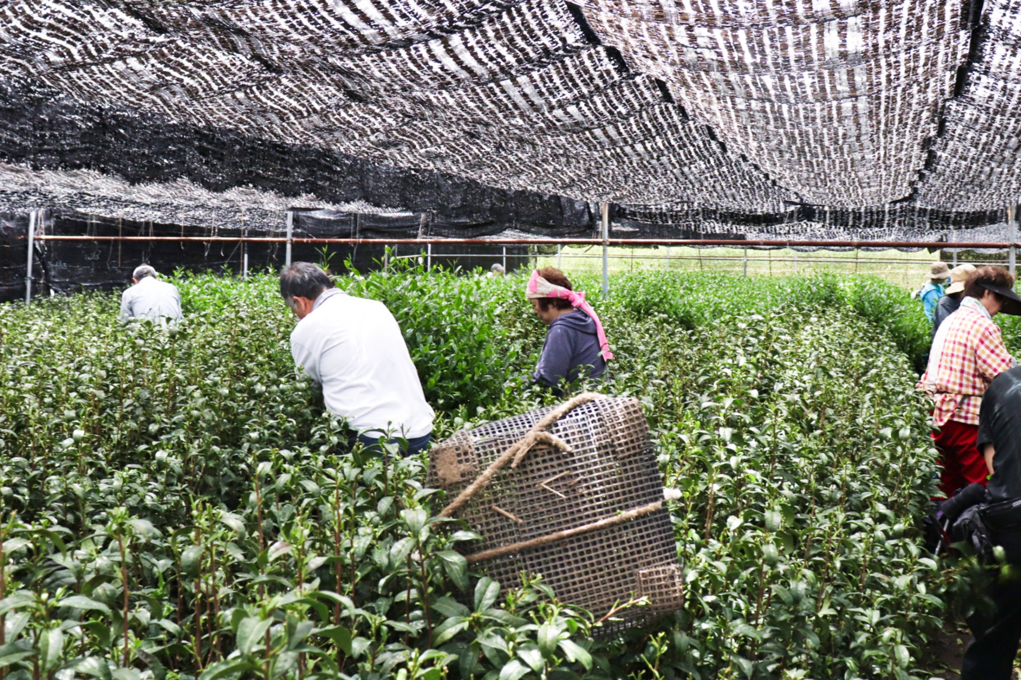 Les habitants d'Uji récoltent les feuilles de thé