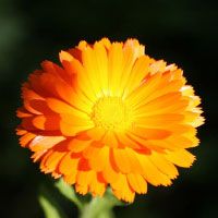 Calendula