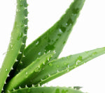 Aloe vera