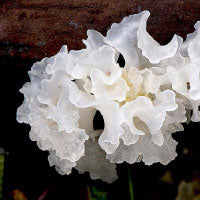 Tremella fuciformis (mushroom)