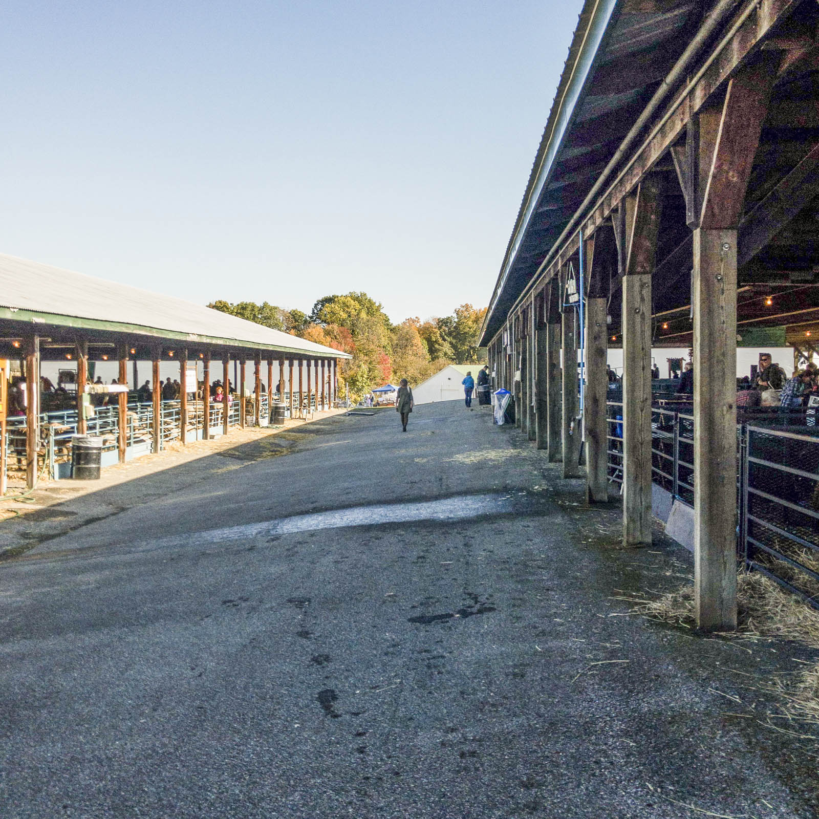 Rhinebeck Sheep and Wool Festival 2017