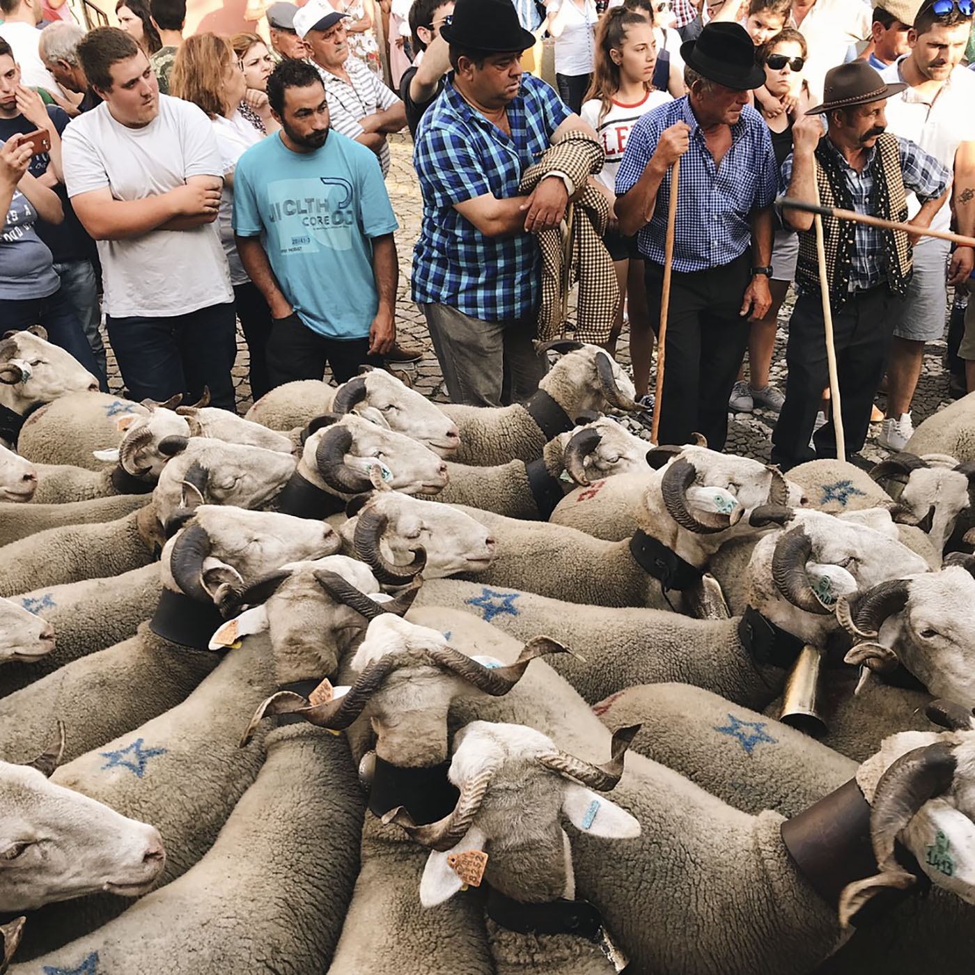 Sheep blessing ceremony in Portugal