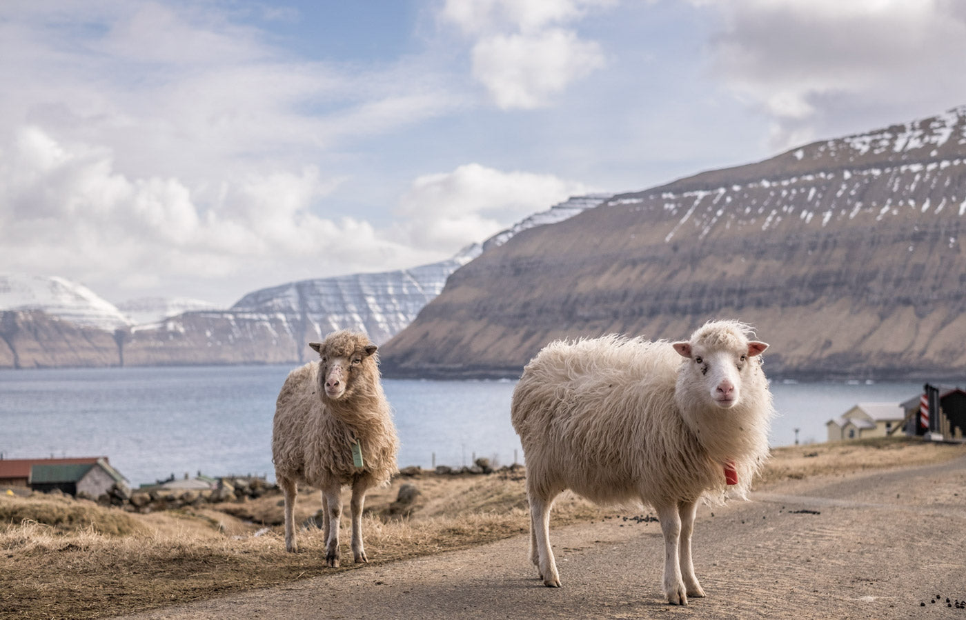 Faroese Sheep