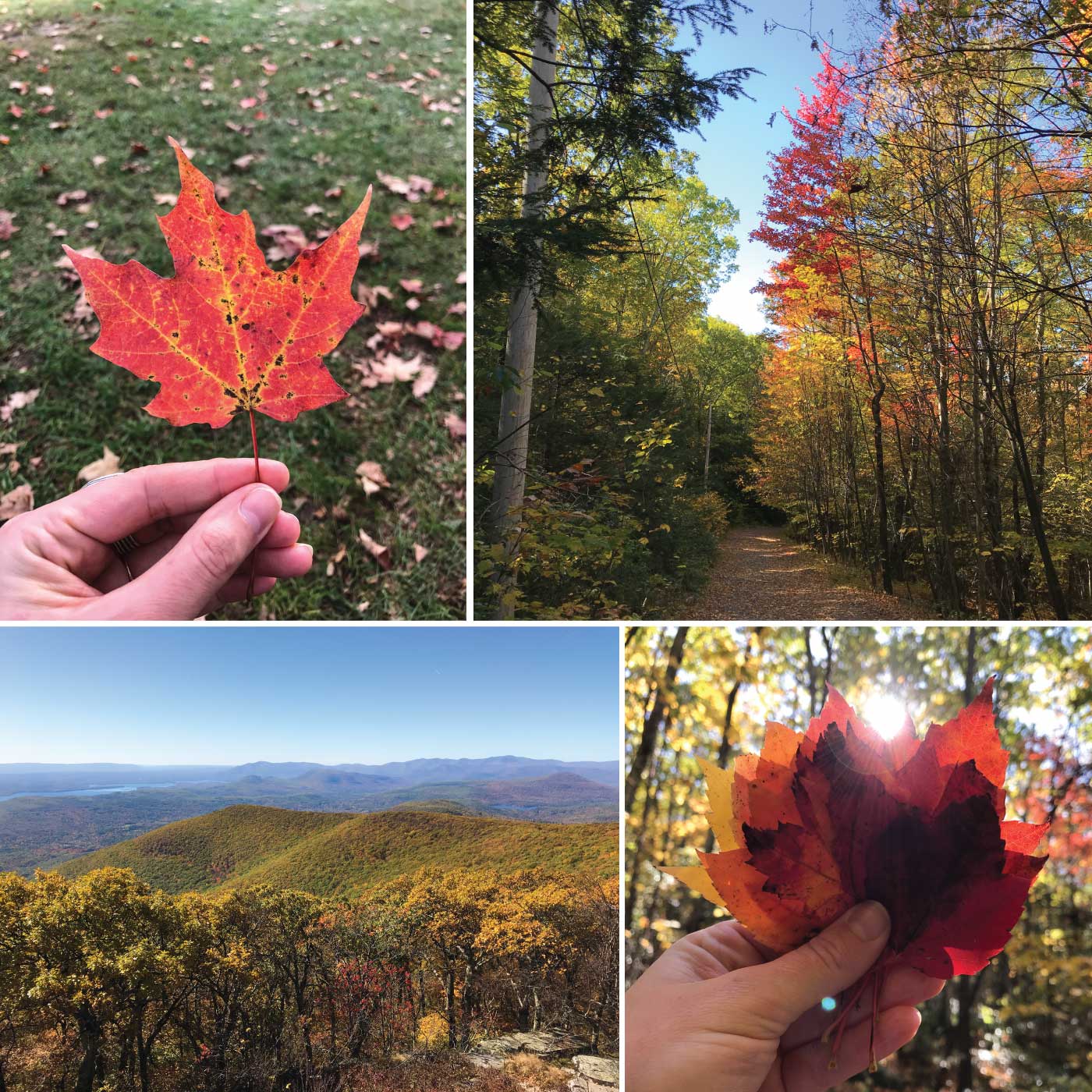 Rhinebeck leaves