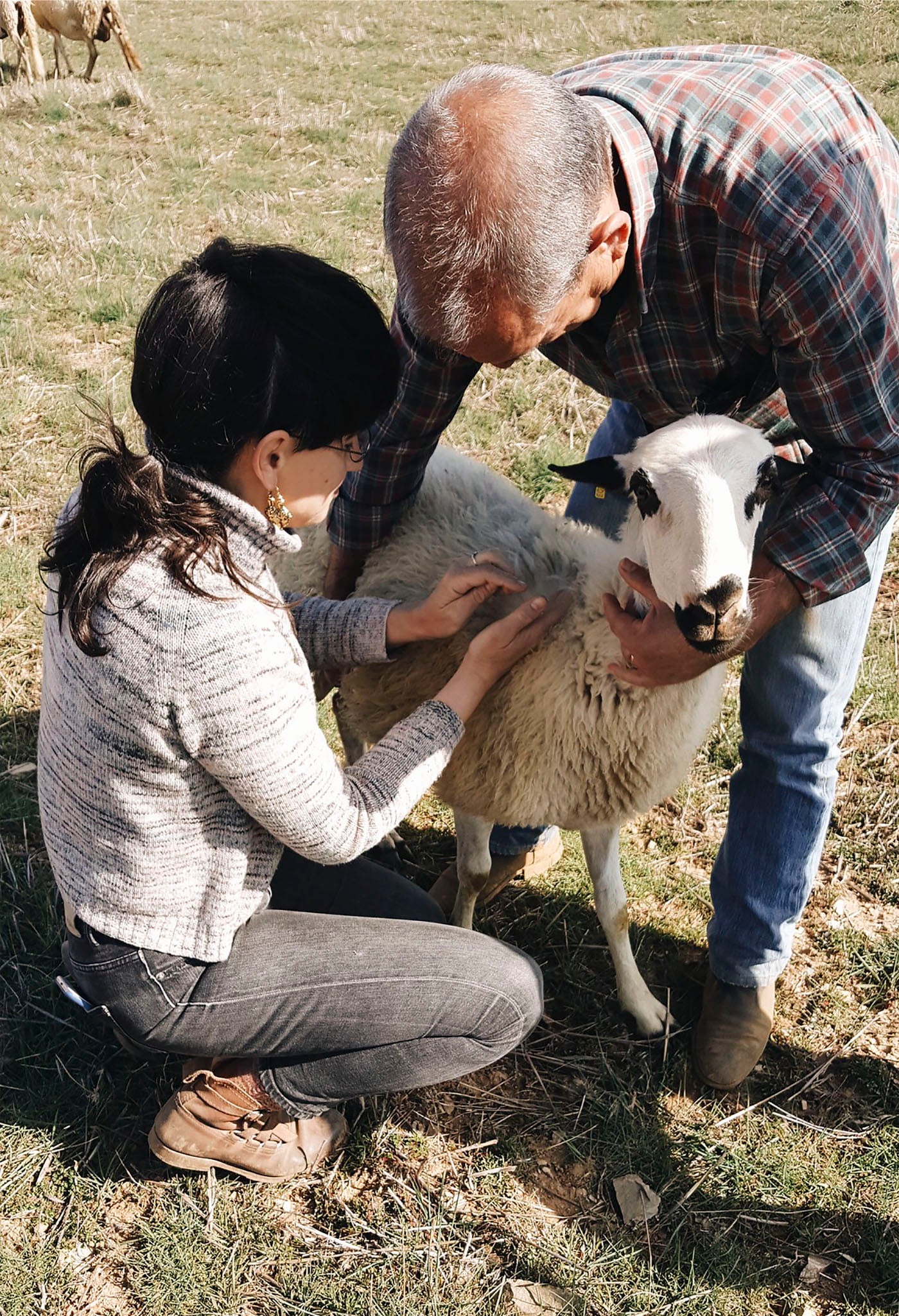 Rosa checking out the native sheep of Portugal