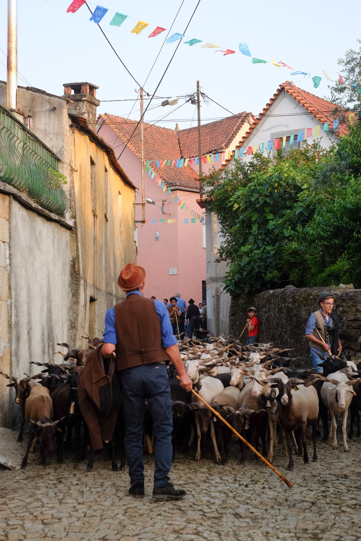 Sheep Blessing